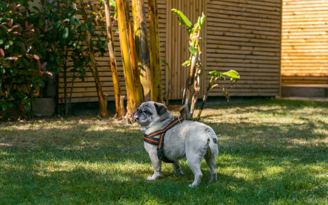 Sanitario canino